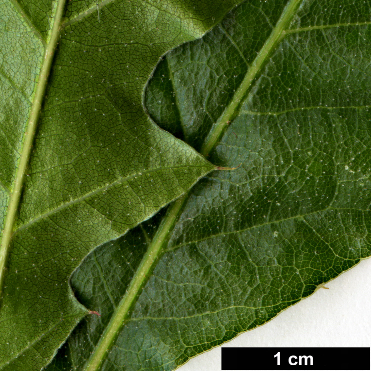 High resolution image: Family: Fagaceae - Genus: Quercus - Taxon:   - SpeciesSub: 'Langtry'